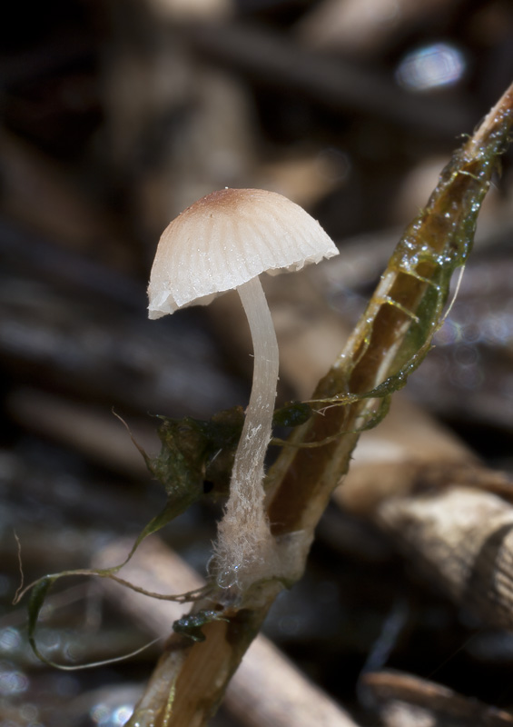 Psathyrella typhae